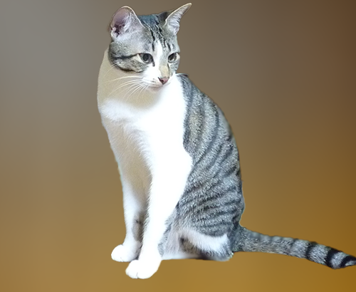 1才令の猫の写真