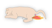 パルボビール感染症で血便をしている犬のイラスト