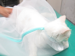 診察用の猫ふくろに入っている猫の写真