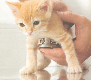 聴診器を胸にあてて聴診している子猫の写真
