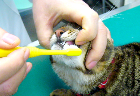 歯磨きをしている猫の写真