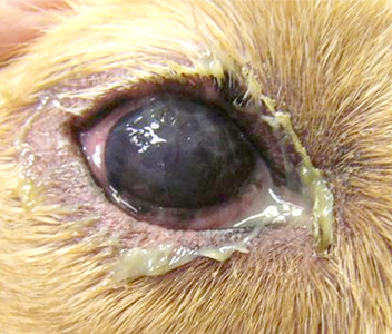乾性角膜炎の犬の写真