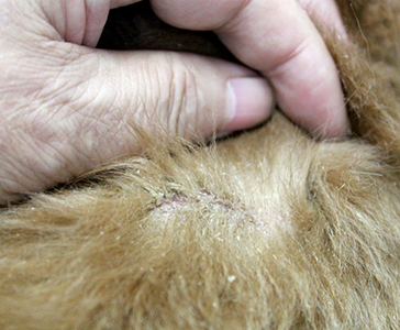 フケが大量に出ている皮膚病の犬の写真
