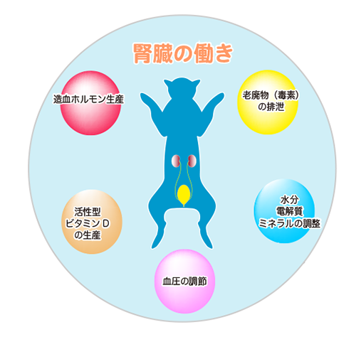 腎臓のはたらきのイラスト
