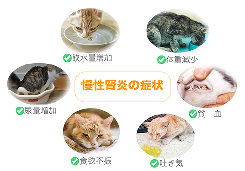 猫の慢性腎炎の症状のイラスト