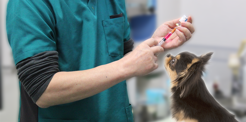 獣医師が犬の予防注射を接種している写真