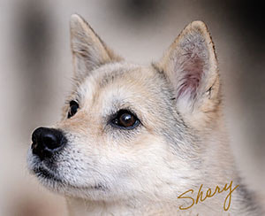 セントラル動物病院マスコット犬